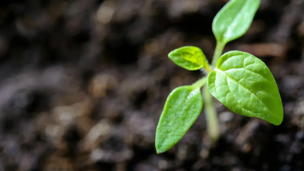 Sustainability_1x – Ili Digital Image to Represent Sustainability Efforts and Whitepaper
